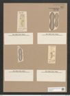 Navicula incurvata [splendida var. incurvata] Rbh. (de-Toni-Nr.: Genus 1, Species 243) Zeichnungen Sammlung Grunow Nr. 581 (NHMW-BOT-W0366939)